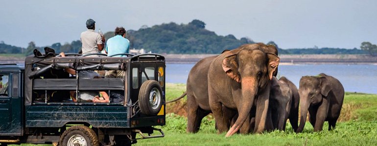 Elephant Safari
