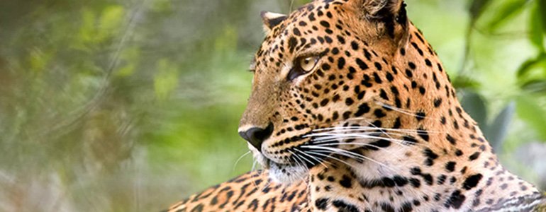 Leopard and bear
