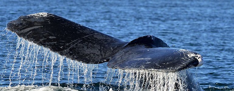 Whale and Dolphin watching