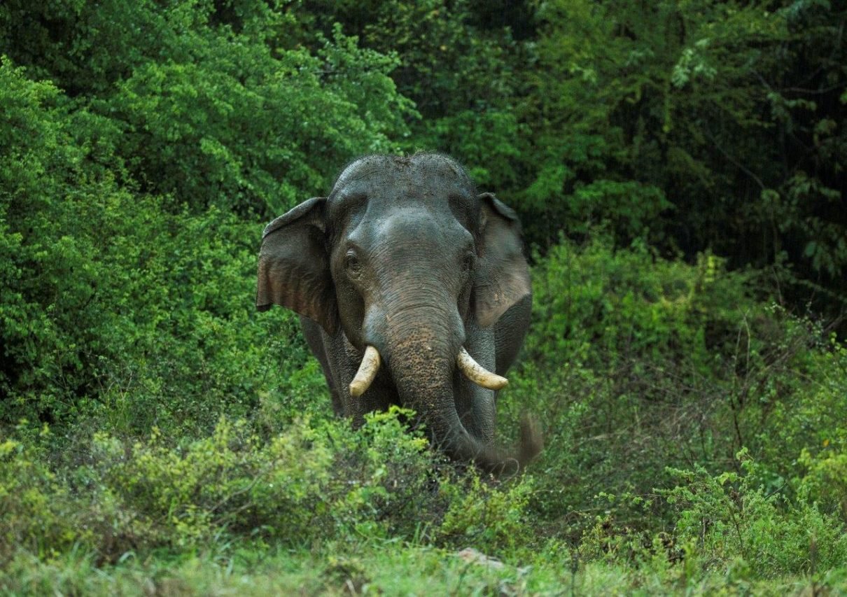 Explore Sri Lanka with Breeze Vacation | Trusted Travel Partner